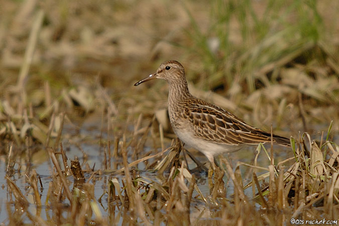 Piovanello pettorale - Calidris melanotos