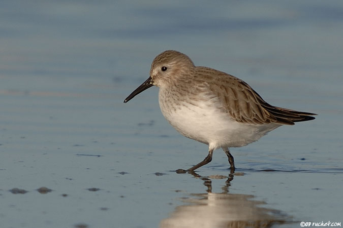 Alpenstrandläufer - Calidris alpina