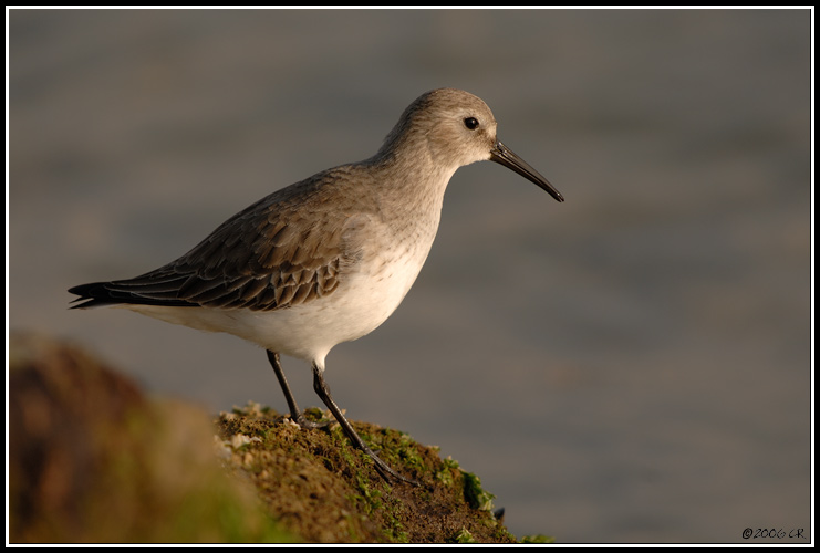 Alpenstrandläufer - Calidris alpina