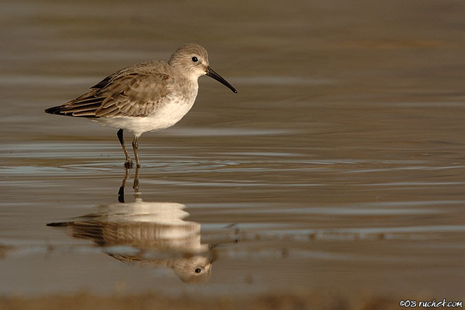 Piovanello pancianera - Calidris alpina