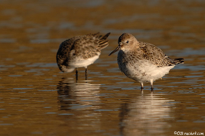 Bécasseau variable - Calidris alpina