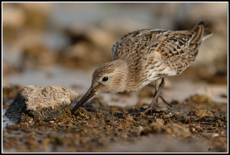 Bécasseau variable - Calidris alpina