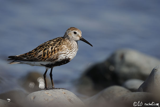 Piovanello pancianera - Calidris alpina