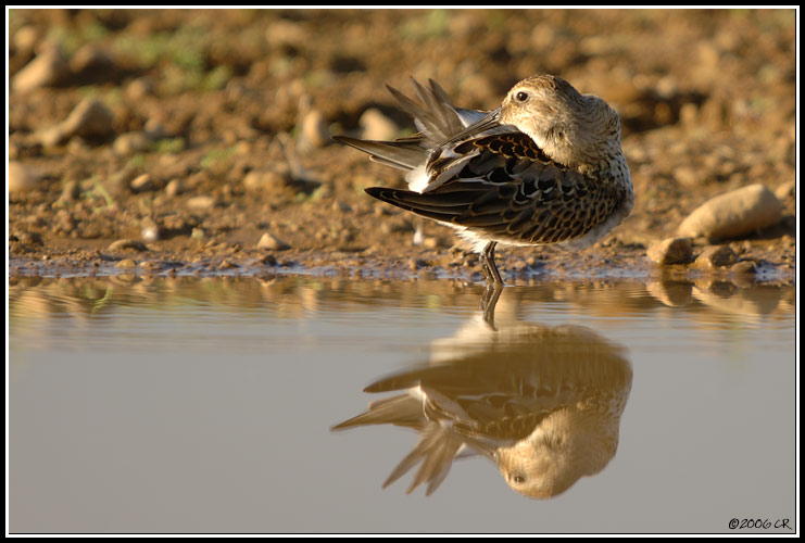 Piovanello pancianera - Calidris alpina