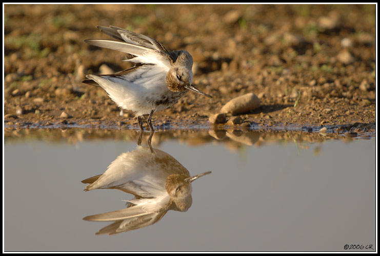 Bécasseau variable - Calidris alpina