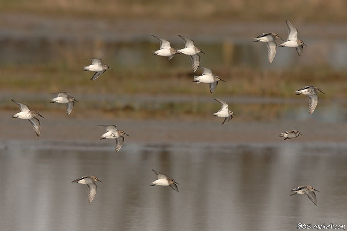 Piovanello pancianera - Calidris alpina