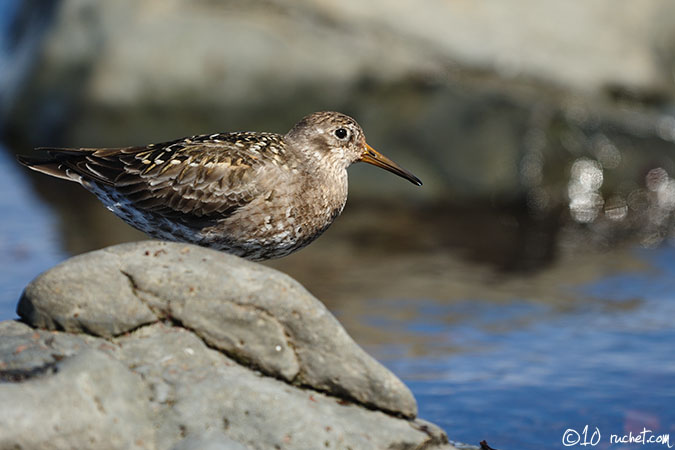 Piovanello violetto - Calidris maritima