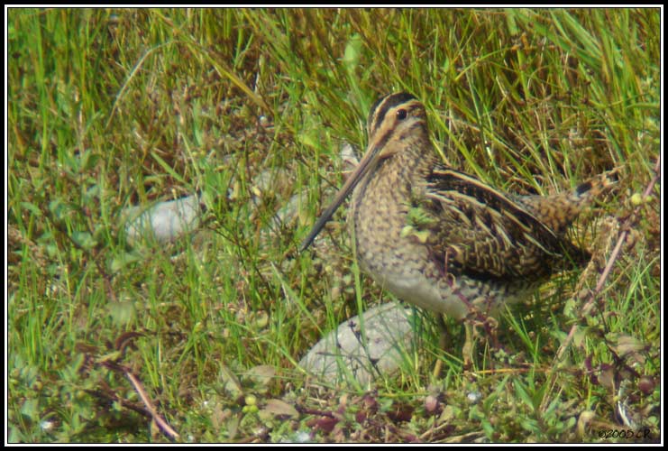 Bécassine des marais - Gallinago gallinago