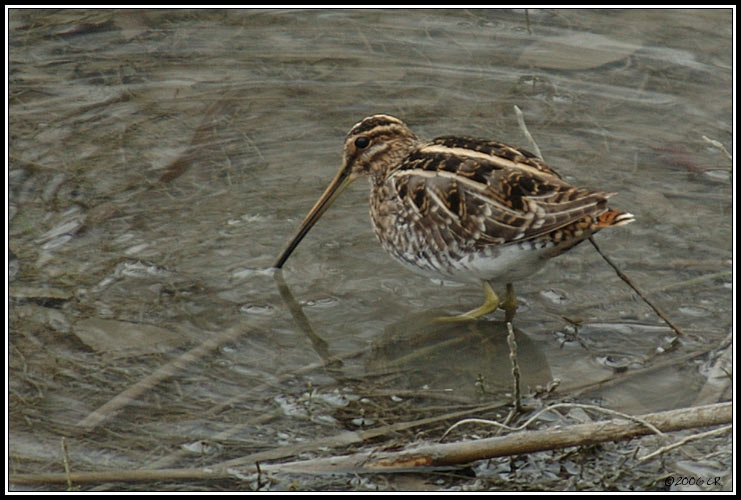 Bécassine des marais - Gallinago gallinago