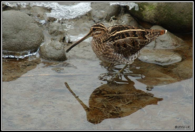 Bécassine des marais - Gallinago gallinago