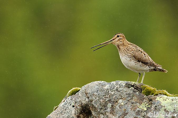 Bécassine des marais - Gallinago gallinago