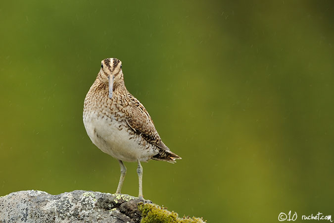 Bécassine des marais - Gallinago gallinago