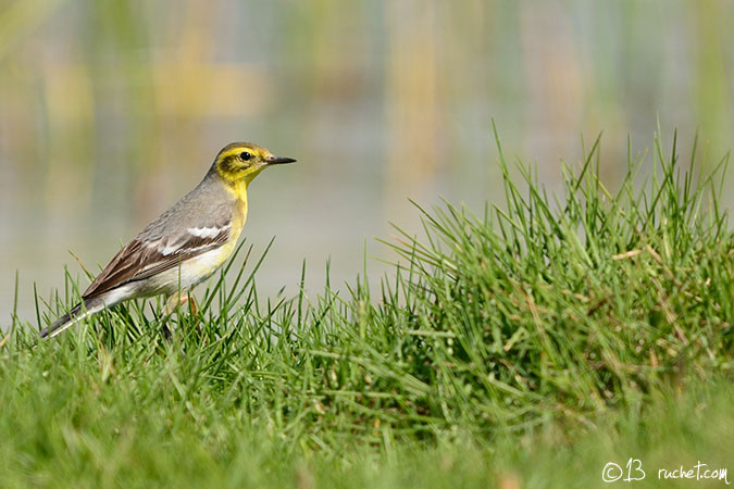 Citrine Wagtail - Motacilla citreola