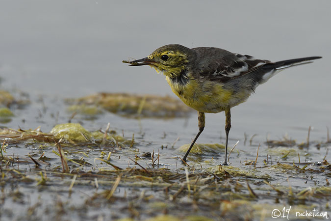 Citrine Wagtail - Motacilla citreola