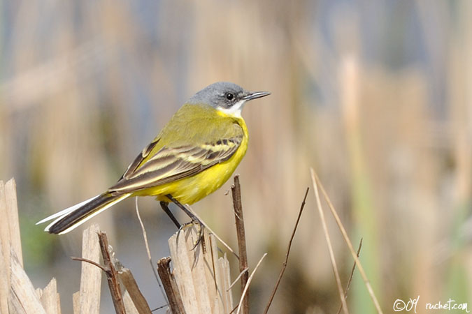 Bergeronnette d'Italie - Motacilla flava cinereocapilla