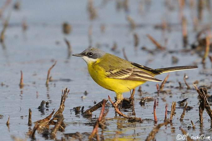 Bergeronnette d'Italie - Motacilla flava cinereocapilla