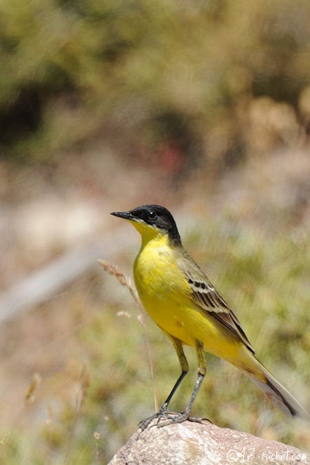 Bergeronnette des Balkans - Motacilla flava feldegg