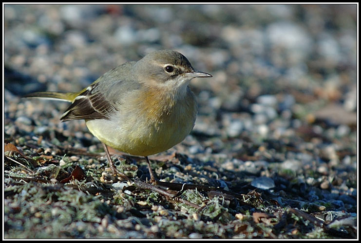 Ballerina gialla - Motacilla cinerea