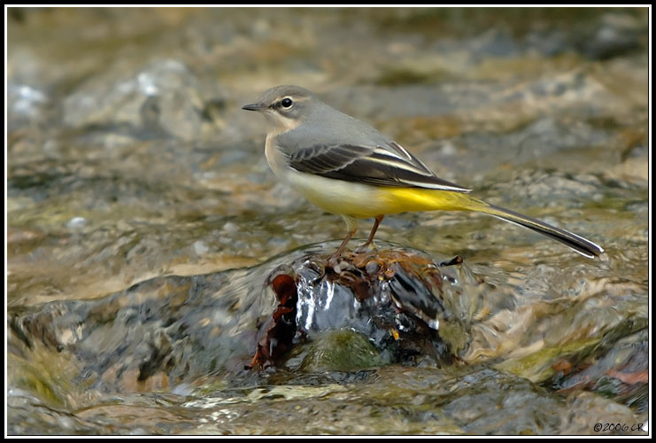 Bergstelze - Motacilla cinerea