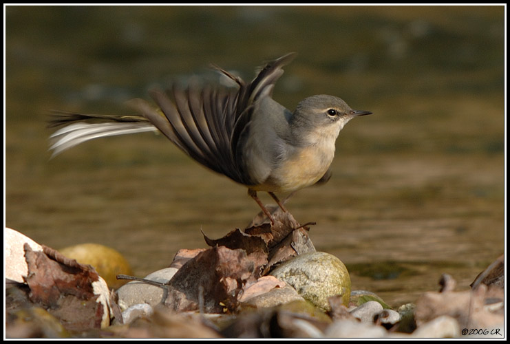 Bergstelze - Motacilla cinerea