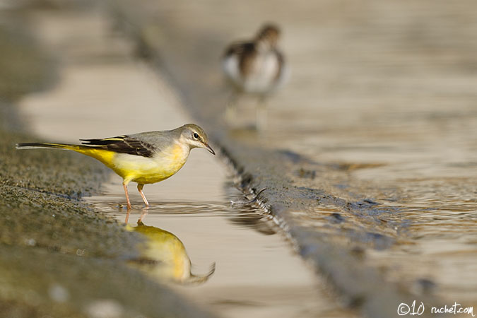 Bergstelze - Motacilla cinerea