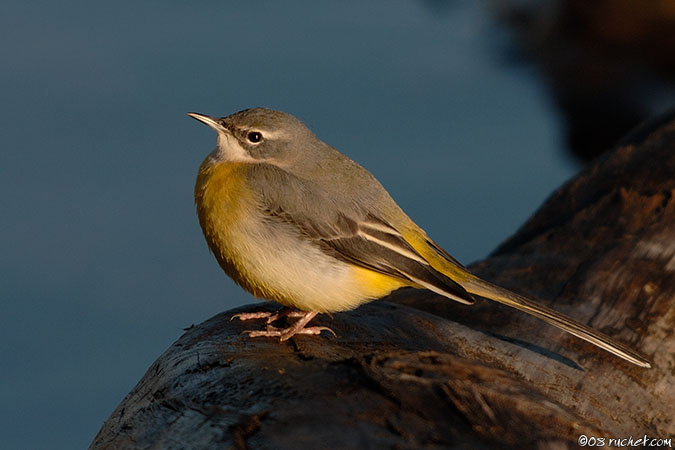 Bergeronnette des ruisseaux - Motacilla cinerea