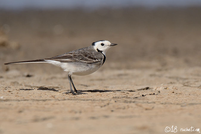 Bergeronnette grise - Motacilla alba