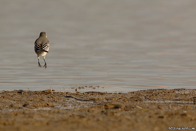 White wagtail - Motacilla alba