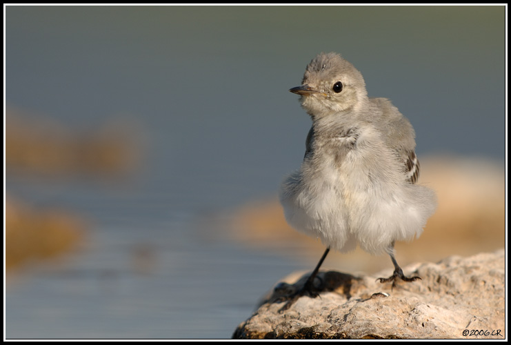 Bergeronnette grise - Motacilla alba