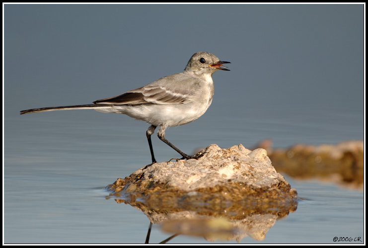 Bergeronnette grise - Motacilla alba