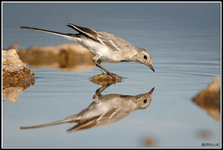 Bergeronnette grise - Motacilla alba