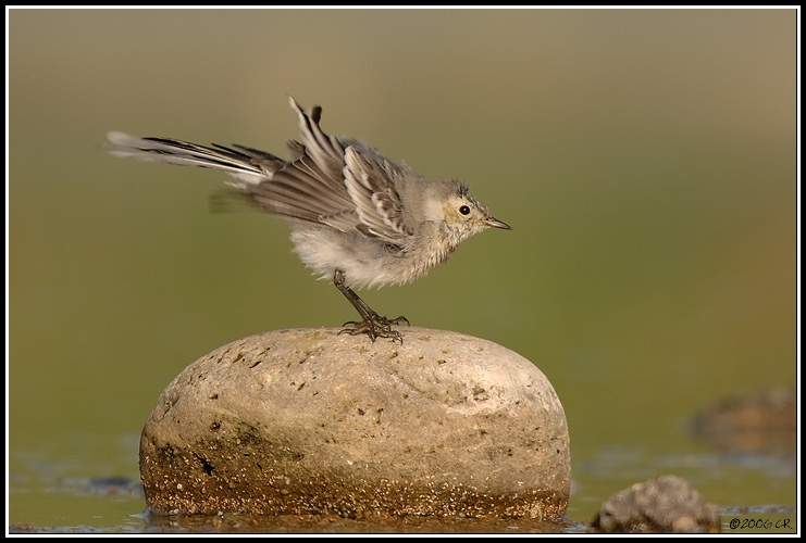 Bergeronnette grise - Motacilla alba