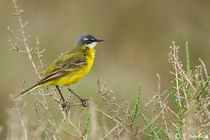 Bergeronnette ibérique - Motacilla flava iberiae