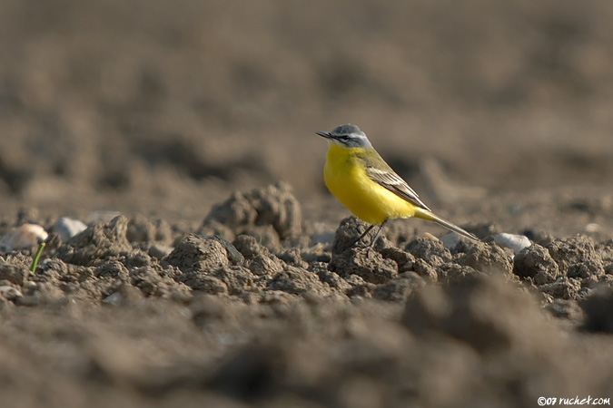 Bergeronnette printanière - Motacilla flava