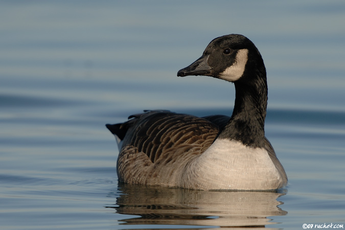 Bernache du Canada - Branta canadensis