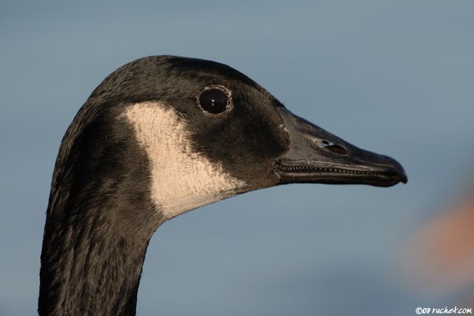 Bernache du Canada - Branta canadensis