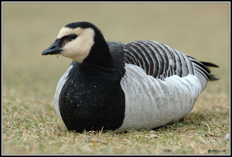 Bernache nonnette - Branta leucopsis