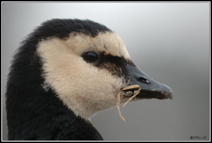 Bernache nonnette - Branta leucopsis