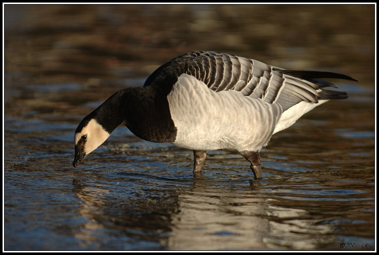 Bernache nonnette - Branta leucopsis