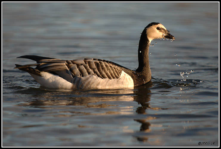 Bernache nonnette - Branta leucopsis