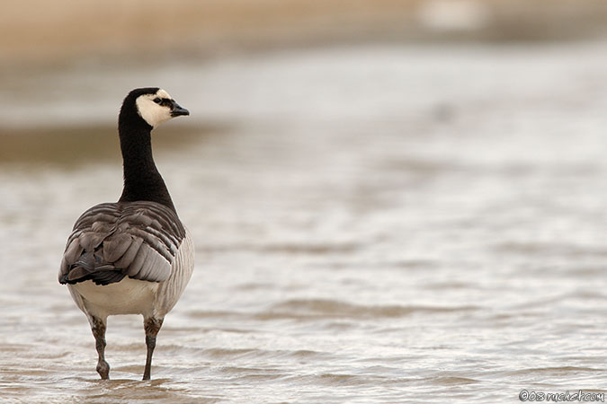 Bernache nonnette - Branta leucopsis