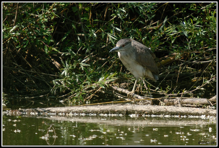 Bihoreau gris - Nycticorax nycticorax