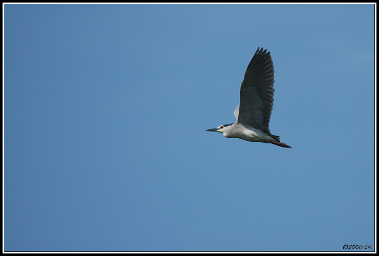 Bihoreau gris - Nycticorax nycticorax