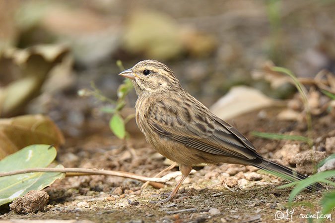 Bruant cannelle - Emberiza tahapisi