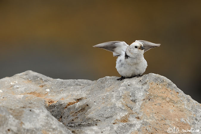 Schneeammer - Plectrophenax nivalis