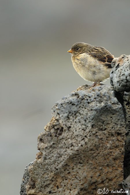 Bruant des neiges - Plectrophenax nivalis