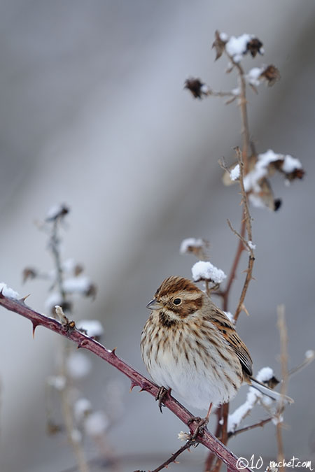 Rohrammer - Emberiza schoeniclus