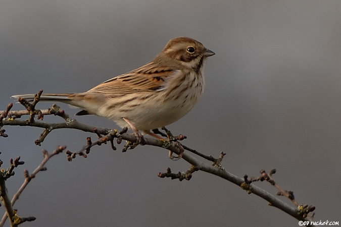 Rohrammer - Emberiza schoeniclus