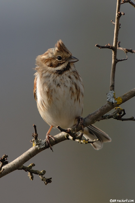 Migliarino di palude - Emberiza schoeniclus