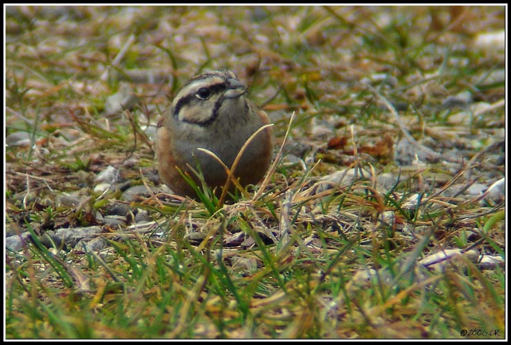 Zippammer - Emberiza cia